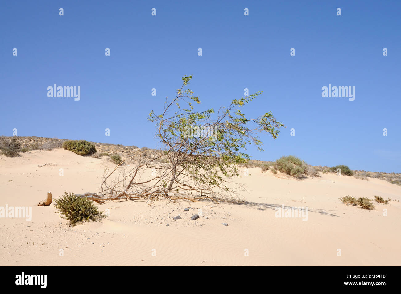 Desert Tree. Canary Island Fuerteventura Stock Photo