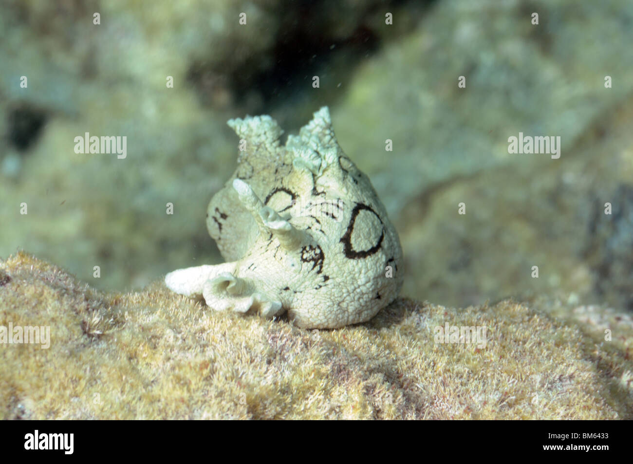 Underwater image of a sea cucumber Stock Photo Alamy