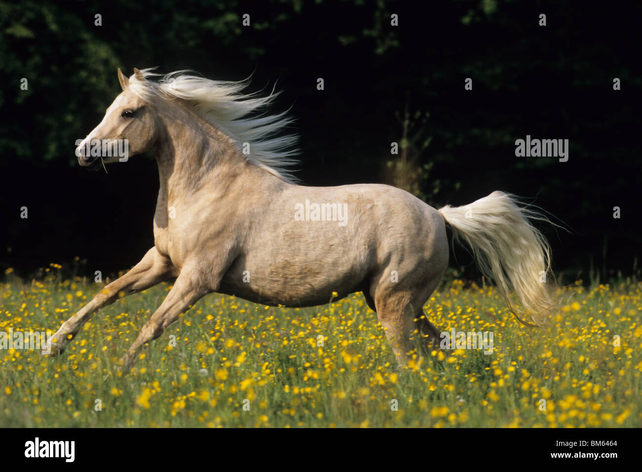 Welsh Mountain Pony, Welsh B (Equus Ferus Caballus). Mare Galloping ...