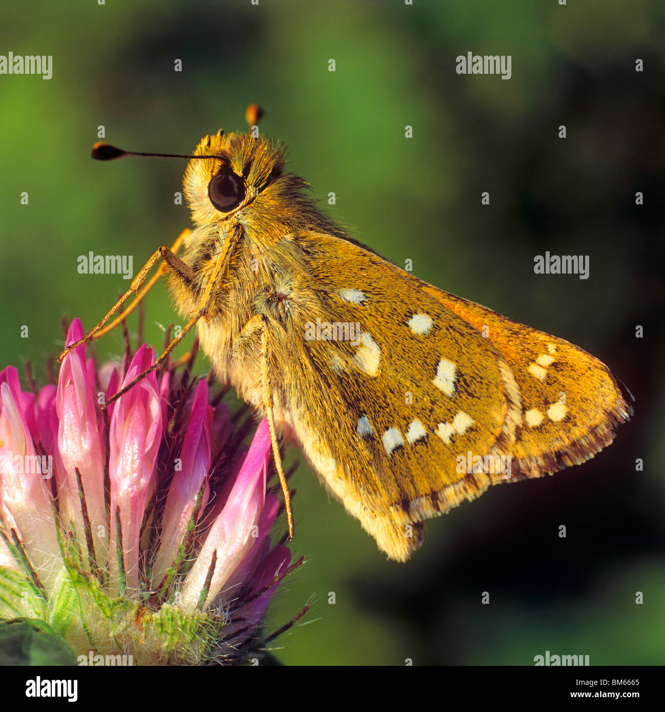 Chequered Skipper, Arctic Skipper (Carterocephalus palaemon), butterfly on a Red Clover flower. Stock Photo