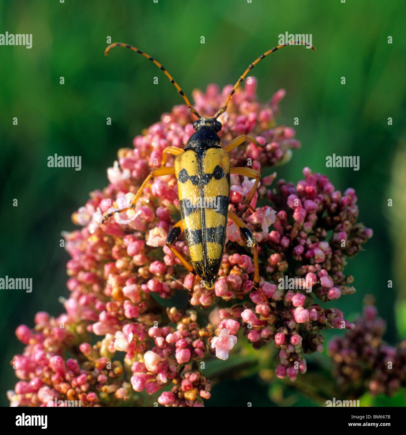 Yellow-black Longhorn Beetle (Rutpela maculata, Strangalia maculata), adult on red flowers. Stock Photo