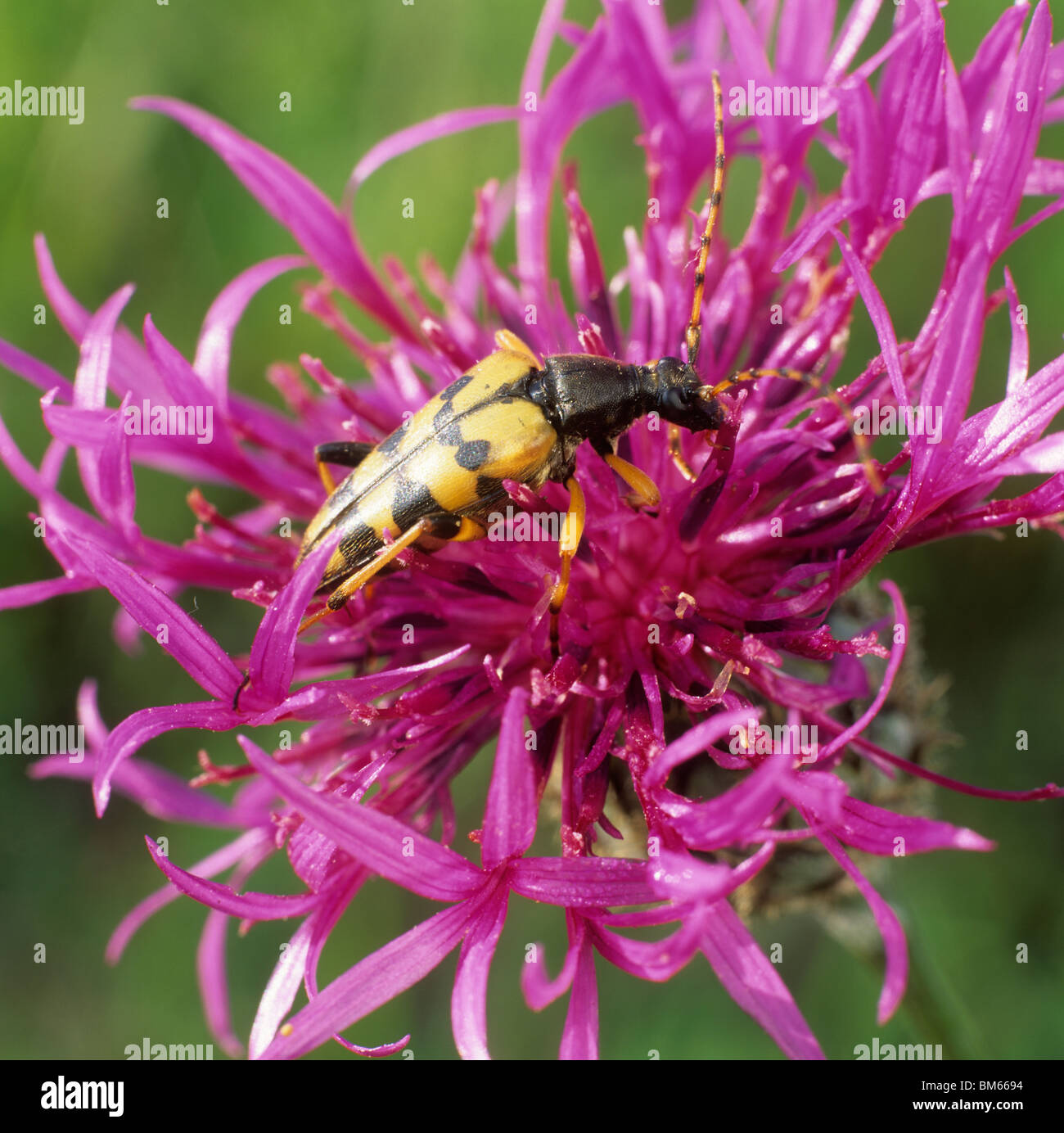 Yellow-black Longhorn Beetle (Rutpela maculata, Strangalia maculata), adult on a flower. Stock Photo