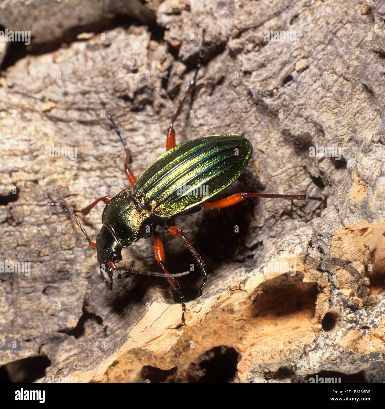 Golden Ground Beetle (Carabus auratus). Adult on bark. Stock Photo