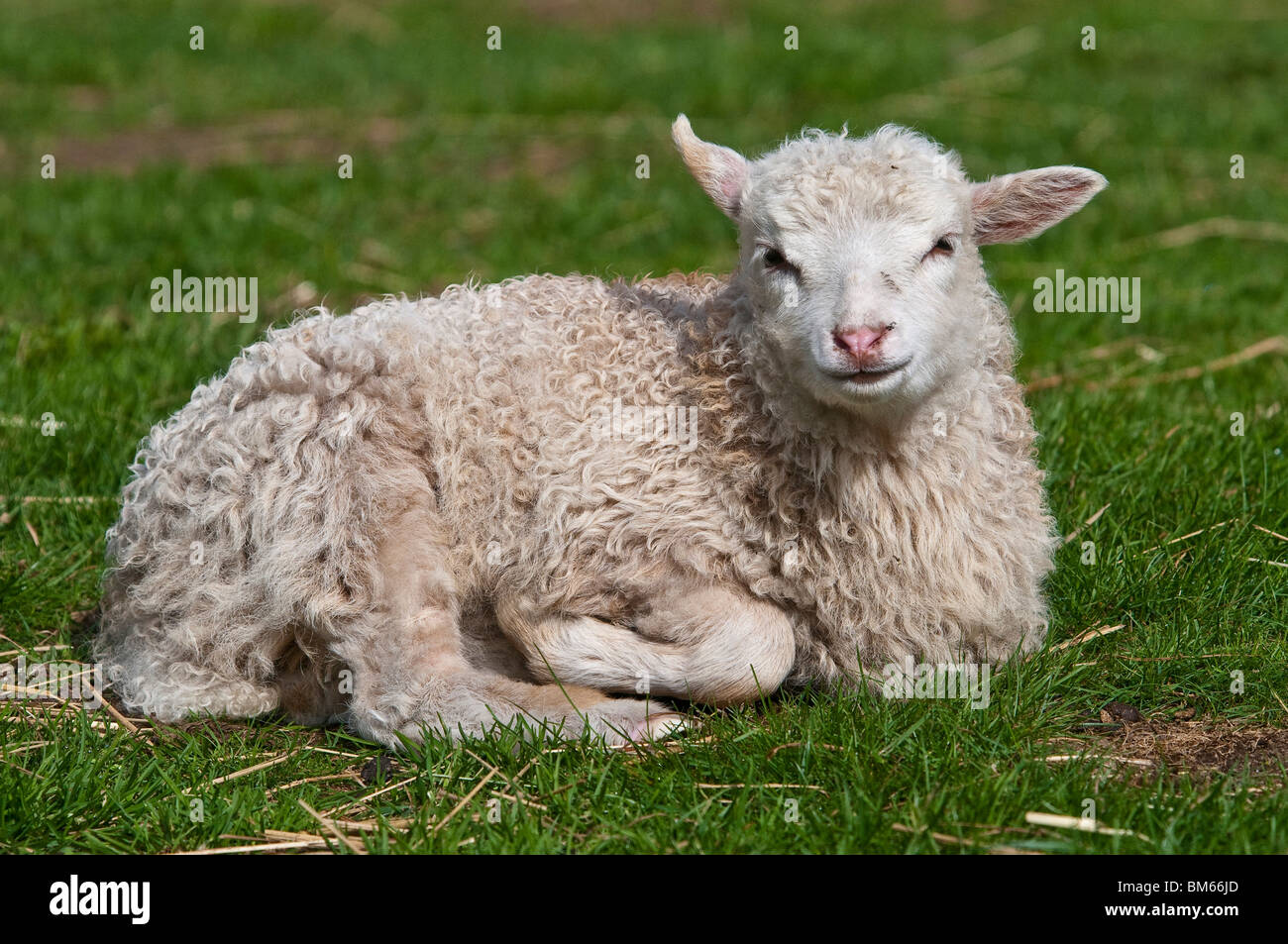 Lamb, Domestic Sheep, Ovis aries Stock Photo