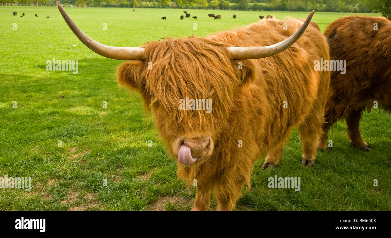 Cow with long tongue hi-res stock photography and images - Alamy