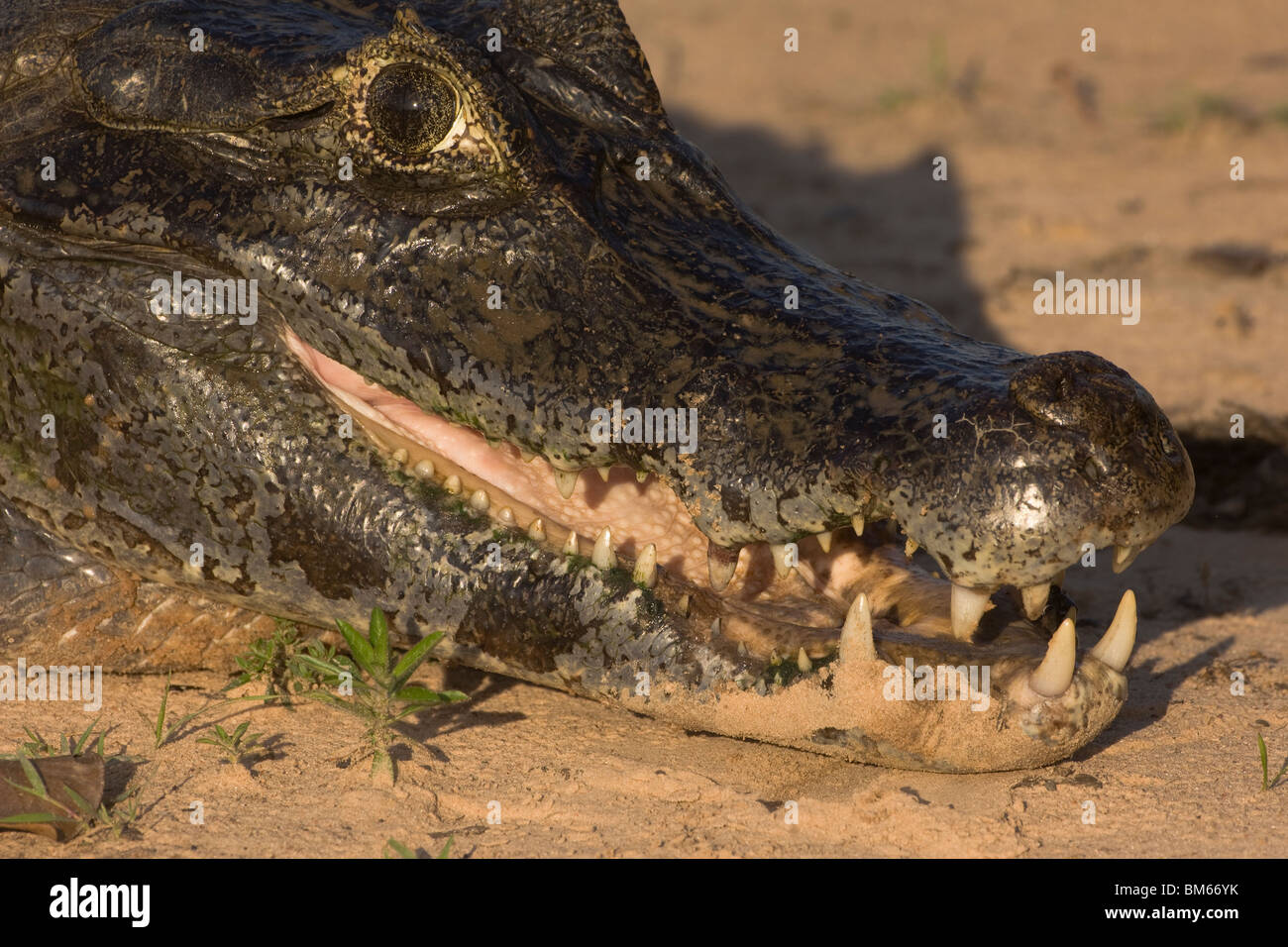 Caiman yacare, Alligatoridae family, Pantanal, Mato Grosso, Brazil Stock Photo