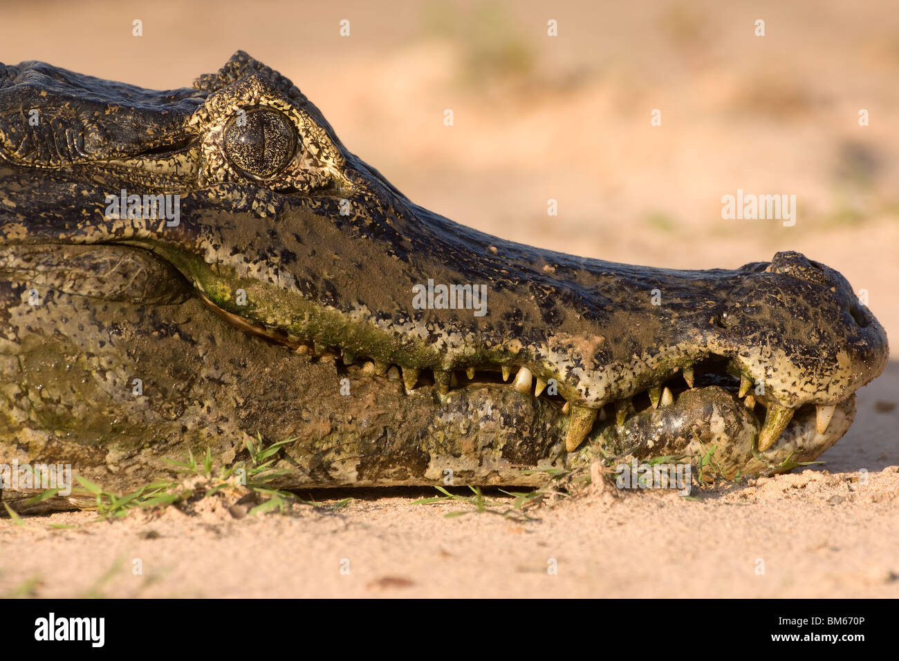 Caiman yacare, Alligatoridae family, Pantanal, Mato Grosso, Brazil Stock Photo