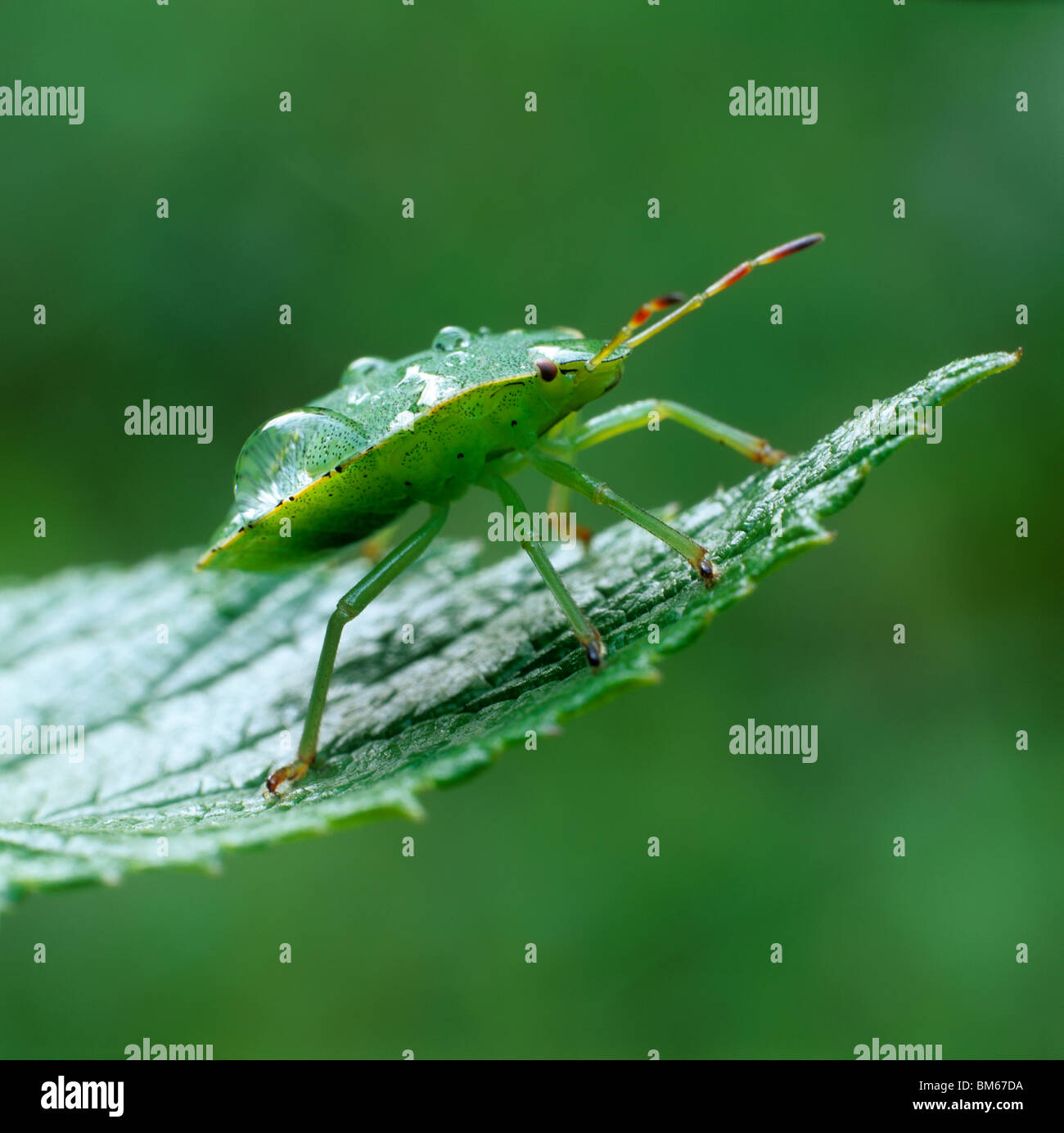 Green Shield Bug (Palomena prasina) on a leaf. Stock Photo