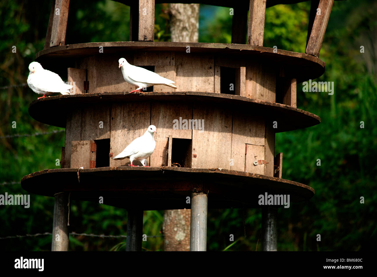 Pigeon house Stock Photo Alamy