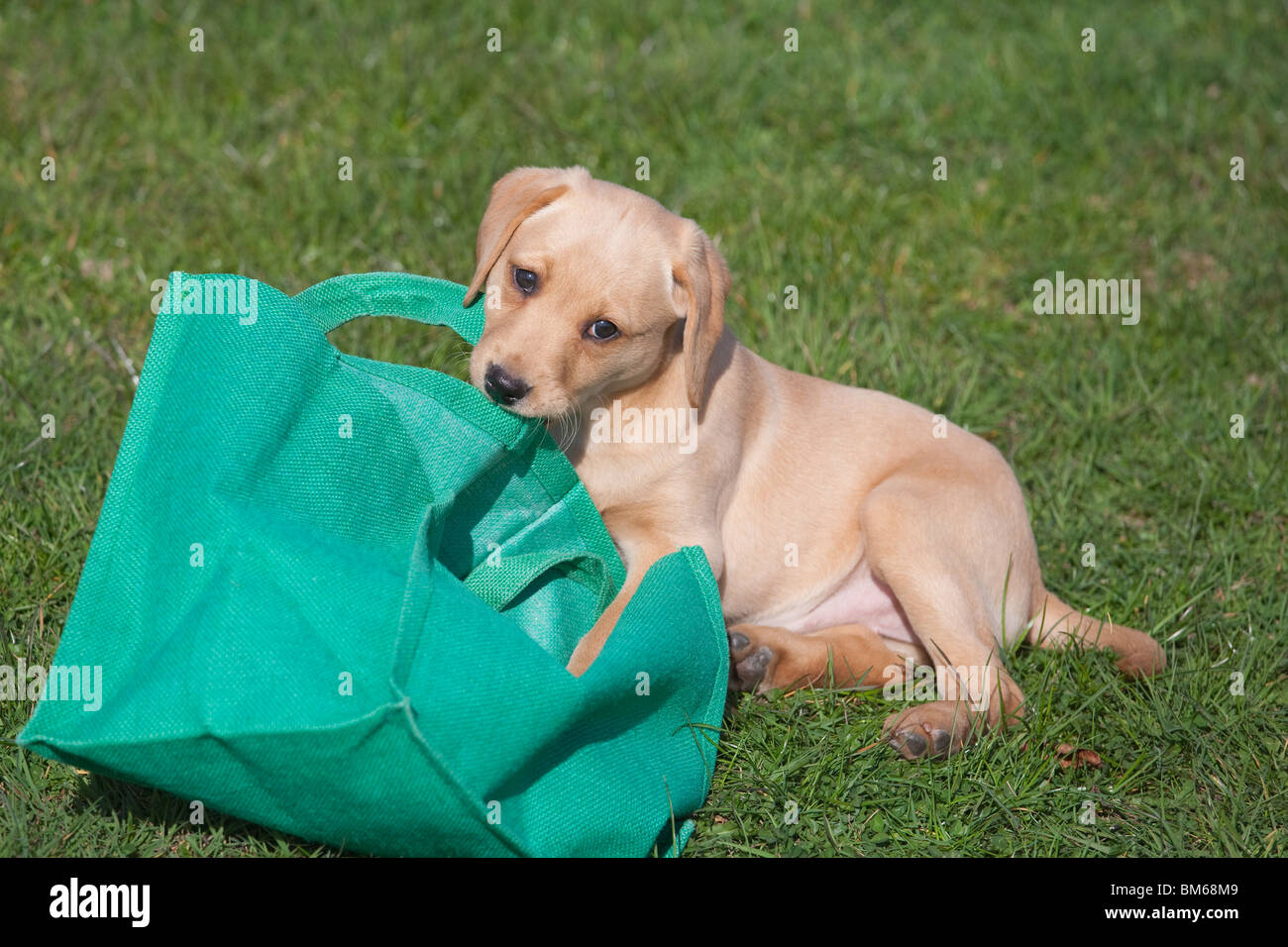 Yellow Labrador Puppy and eco shopping bag Stock Photo Alamy