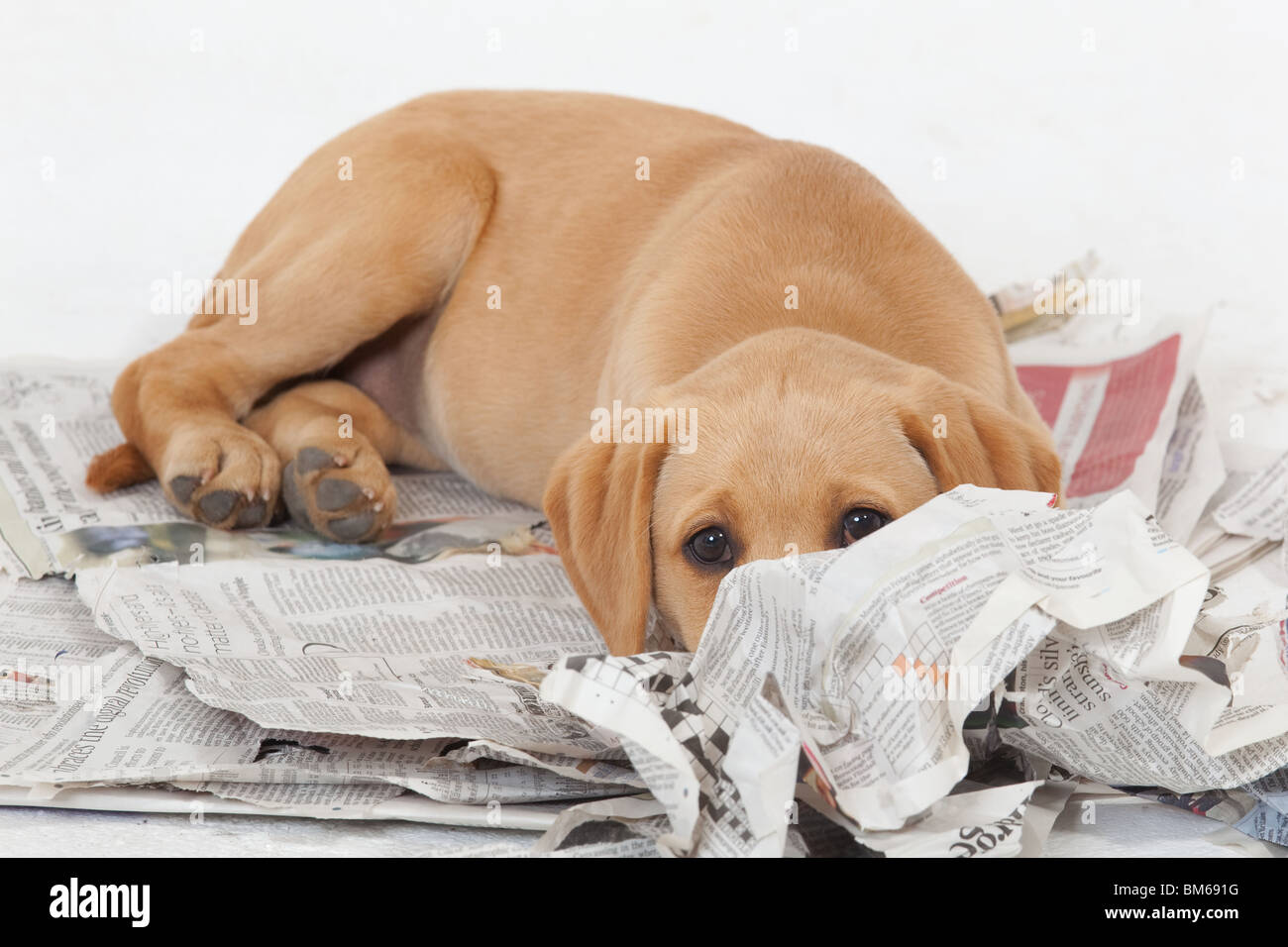 How To Stop A Puppy From Tearing Up Puppy Pads at Donna Kwon blog