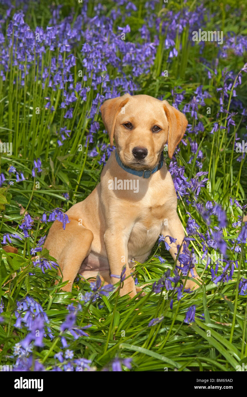 Yellow labrador puppy in flowers hi-res stock photography and images - Alamy, image size:866x1390