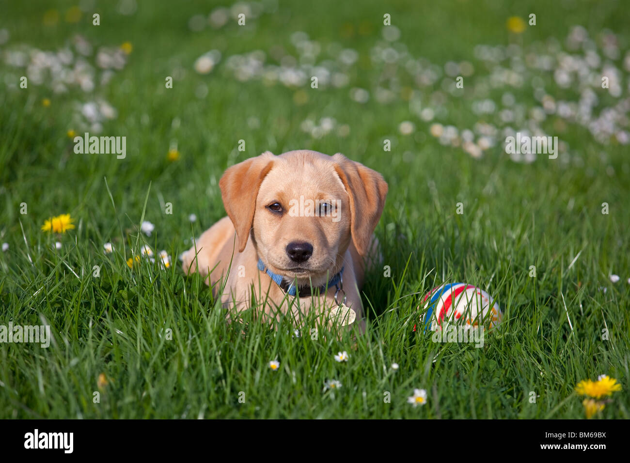 Yellow Labrador Puppy playing in flowery meadow Stock Photo