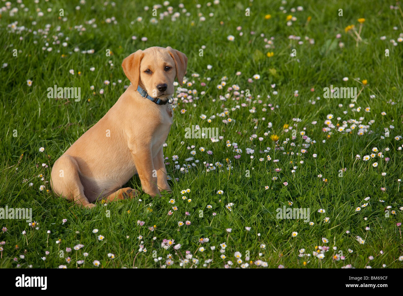 Yellow Labrador Puppy playing in flowery meadow Stock Photo