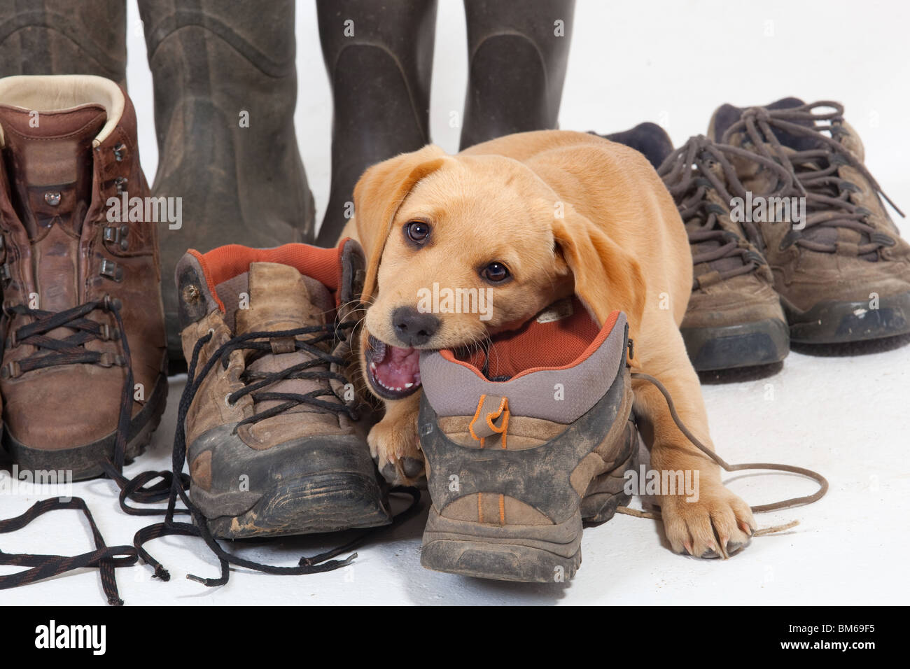 Labrador boots cheap