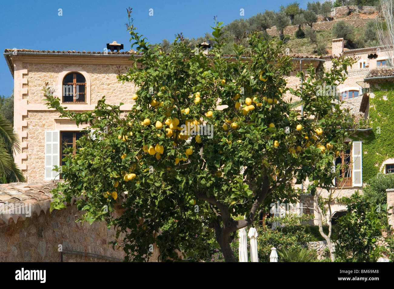 A large impressive house in Deia (Majorca - Spain) with a lemon tree bearing fruit. Maison bourgeoise à Deia avec un citronnier Stock Photo
