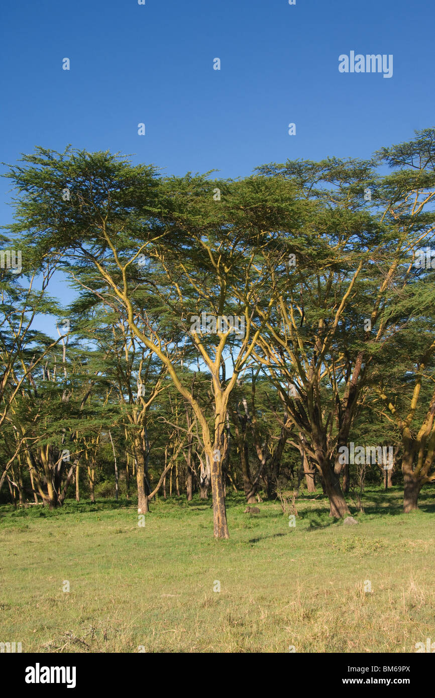 Yellow barked acacia trees,  Nakuru National Park, Kenya, East Africa Stock Photo