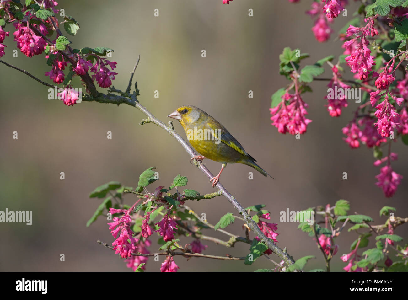 Wayside Weeds High Resolution Stock Photography and Images - Alamy