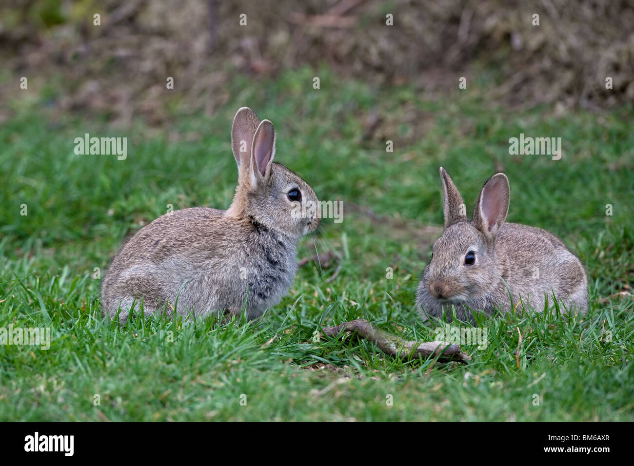 Young Rabbits Oryctolagus cuniculus Feeding in Meadow Stock Photo