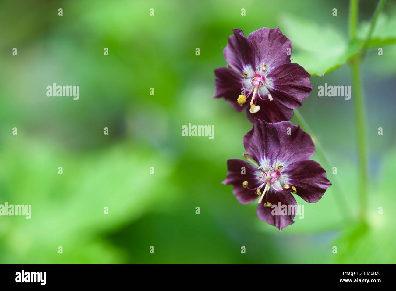 Geranium phaeum flowers. Dusky Cranesbill Stock Photo