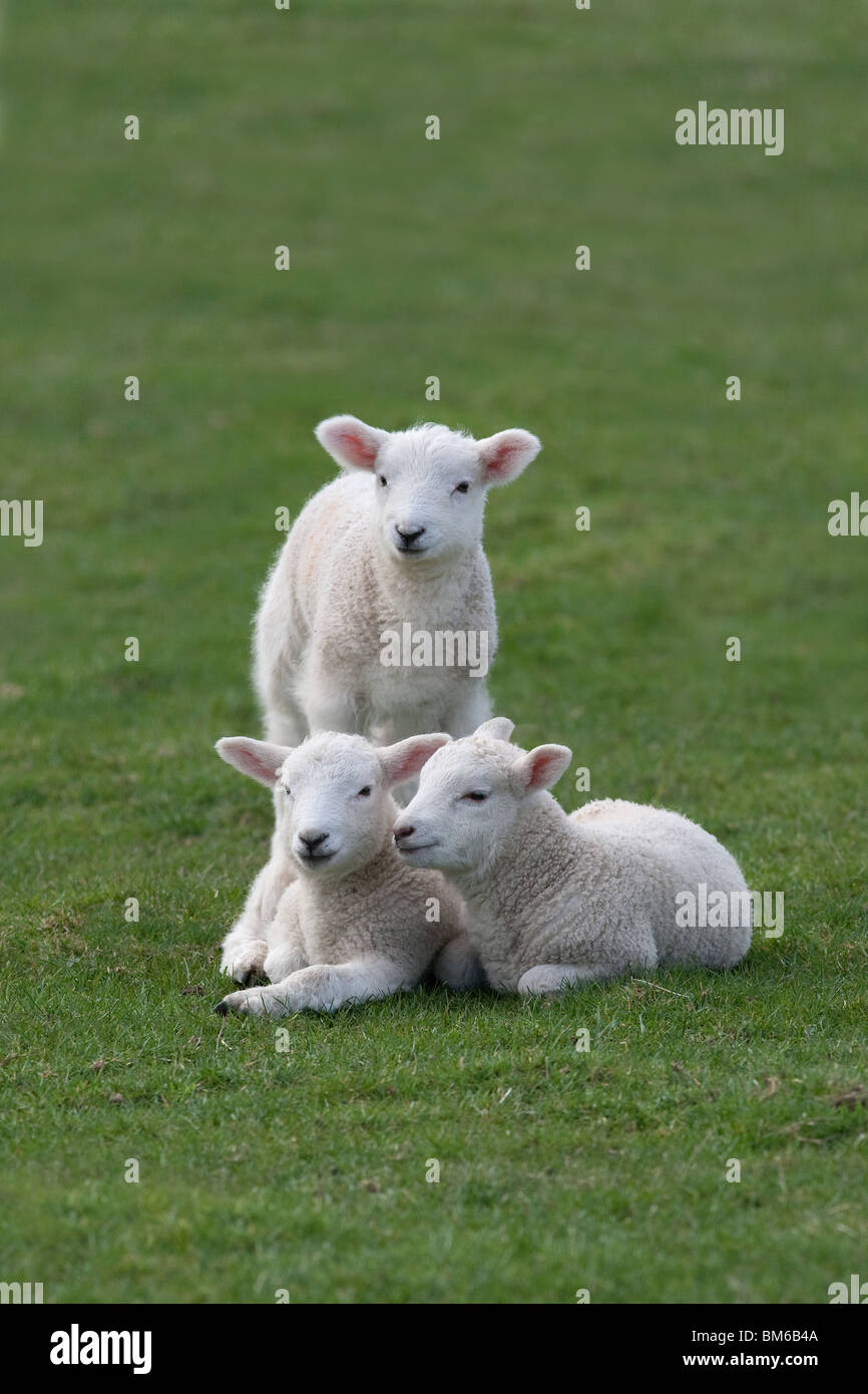 Spring Lambs playing in meadow at Easter time Stock Photo