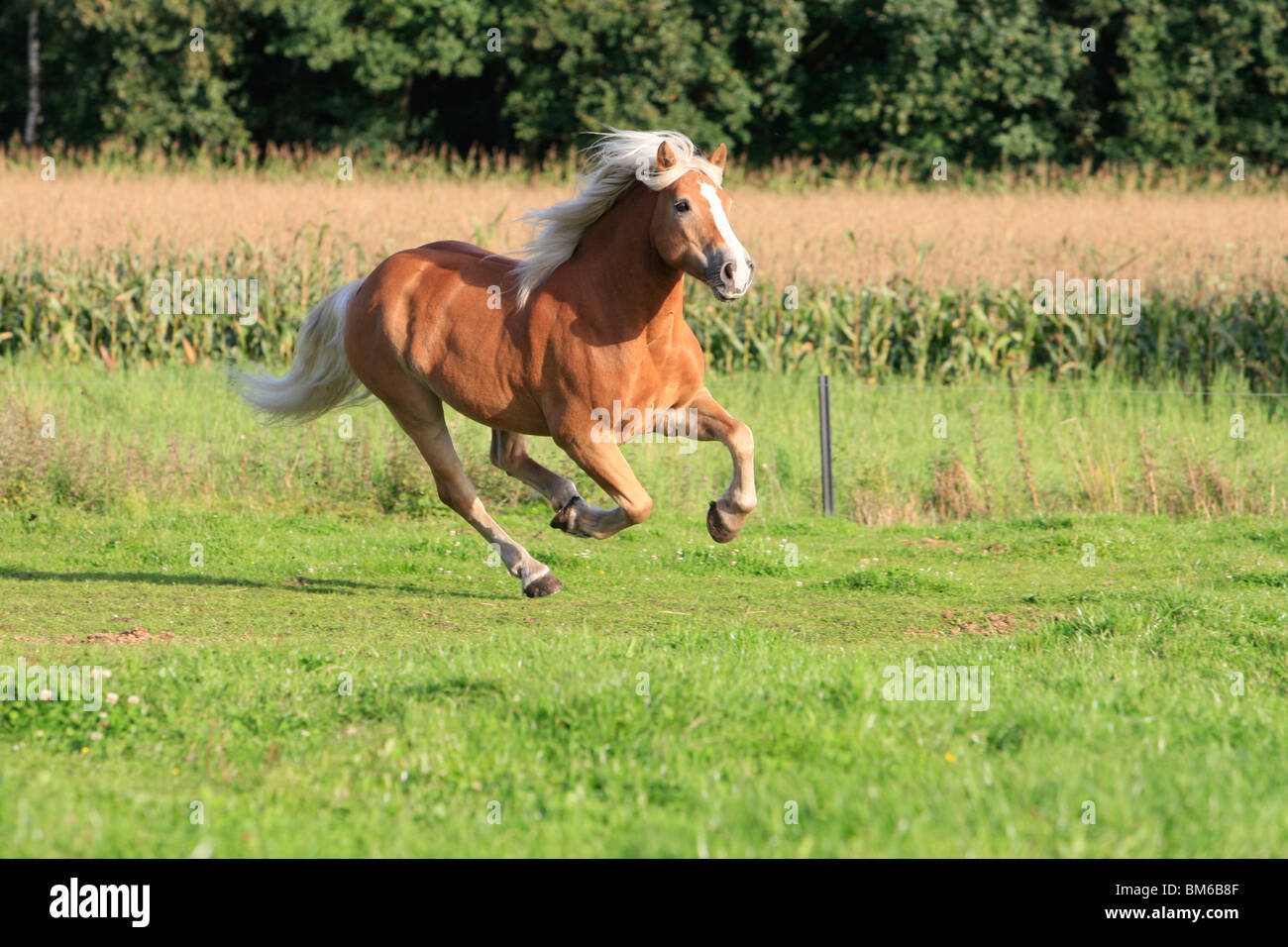 Haflinger Rearing Haflinger horse in nature hi-res stock photography and images - Alamy