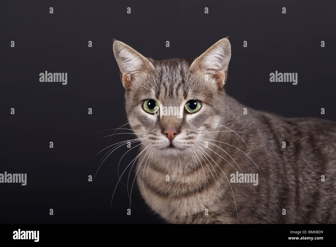 An Cat Portrait of domestic cat Stock Photo - Alamy