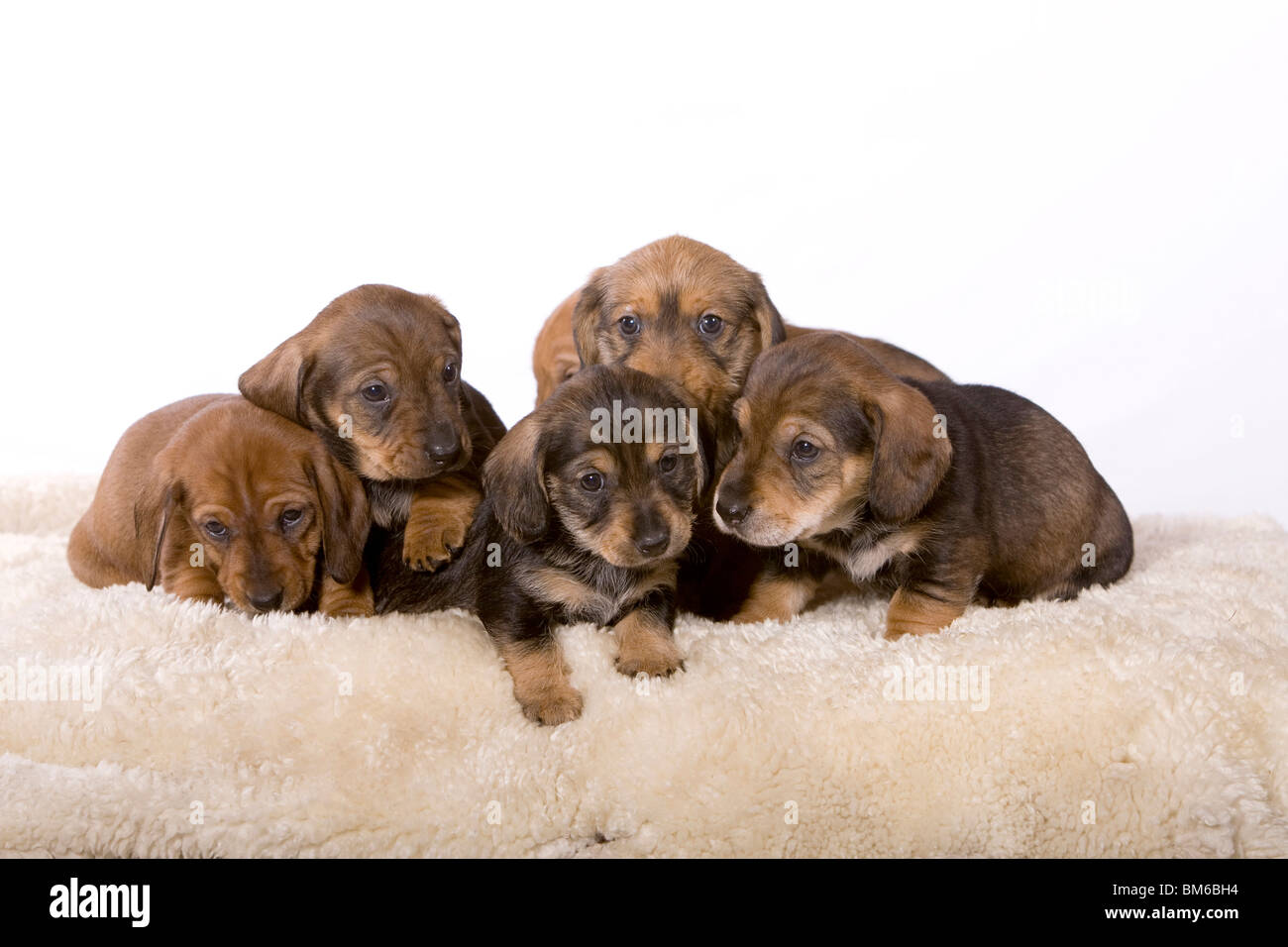 young puppies Stock Photo