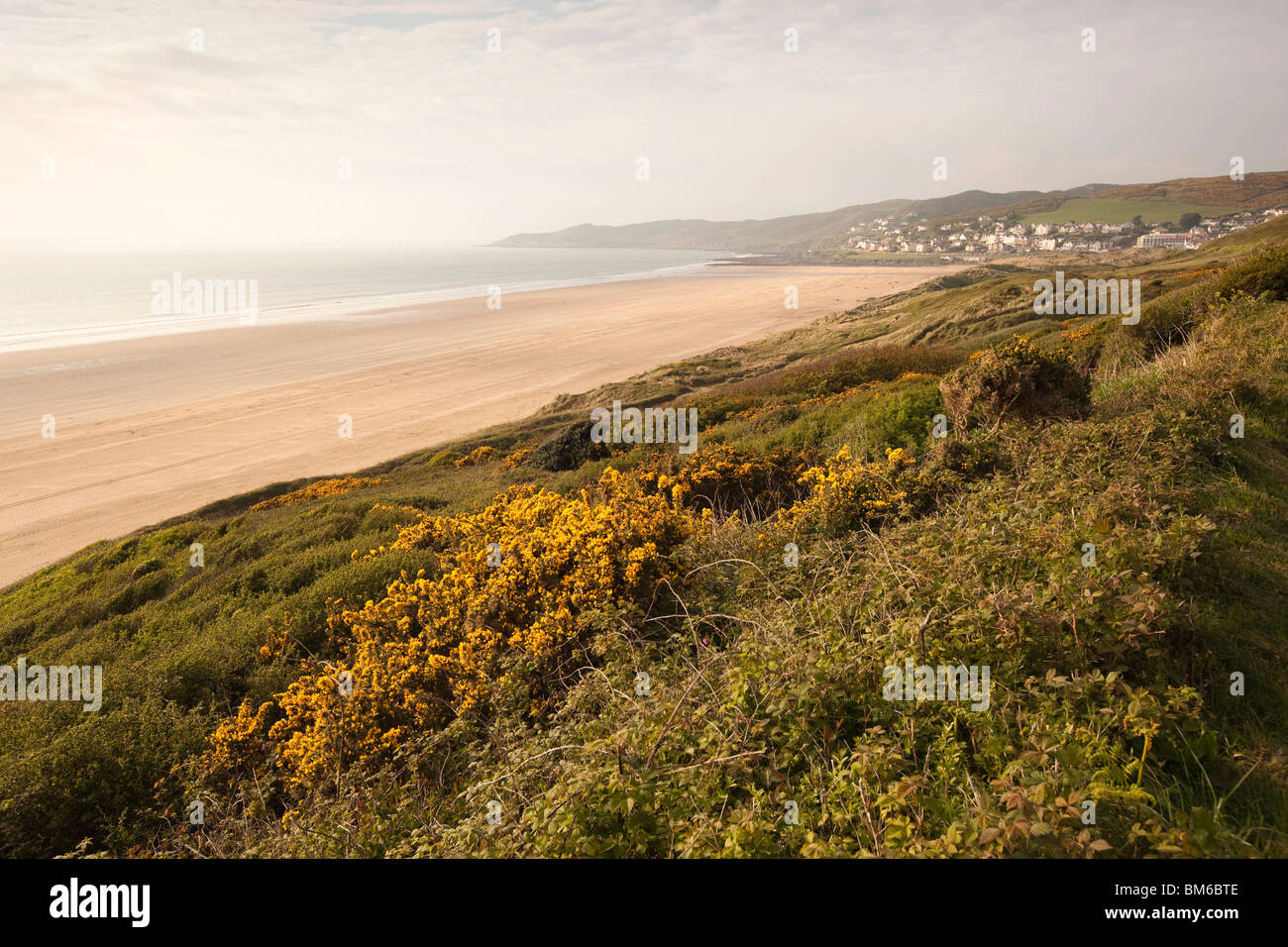 Gorse bush growing wild in hires stock photography and images Alamy