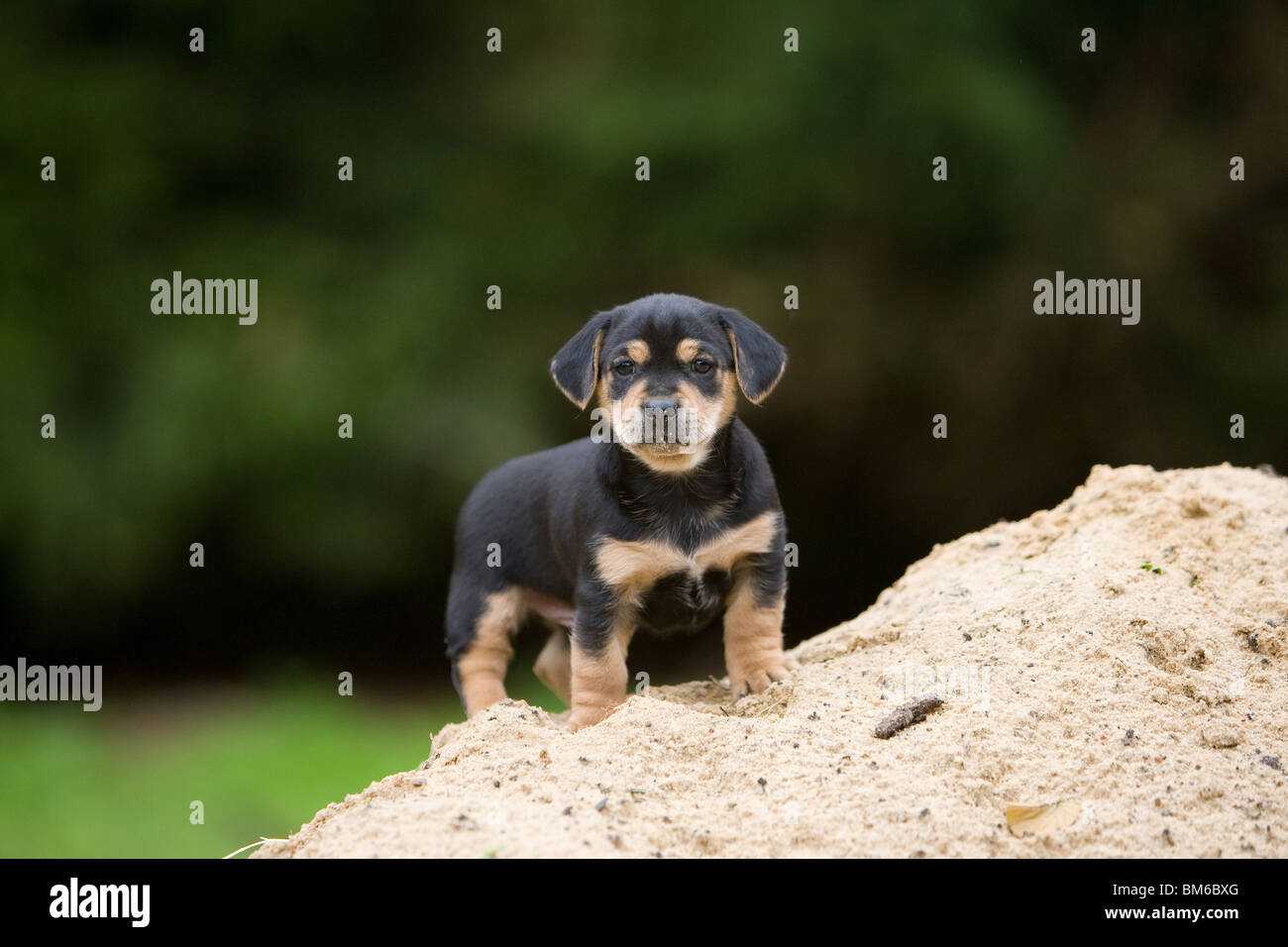 Mongrell Mongrel dog puppies hi-res stock photography and images - Alamy
