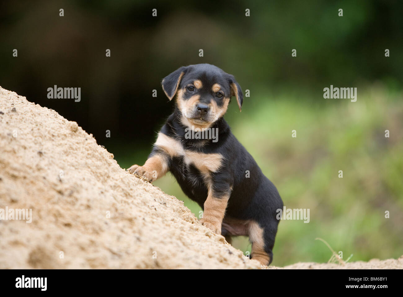 Mongrell Mongrel dog puppies hi-res stock photography and images - Alamy