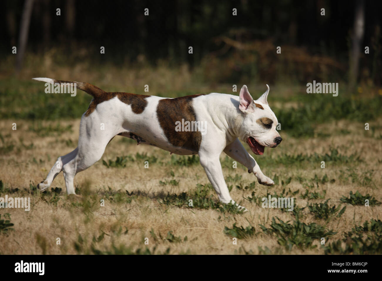 are american bulldogs good running dogs