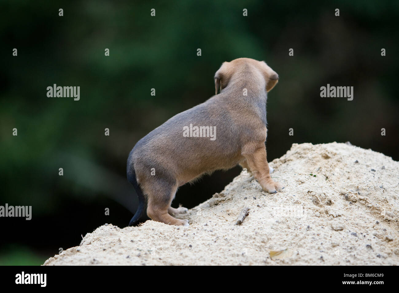 Mongrell Mongrel dog puppies hi-res stock photography and images - Alamy