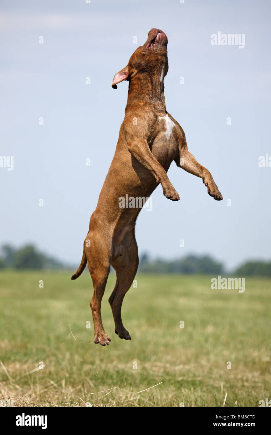 springender American Pit Bull / jumping american Pitbull Stock Photo