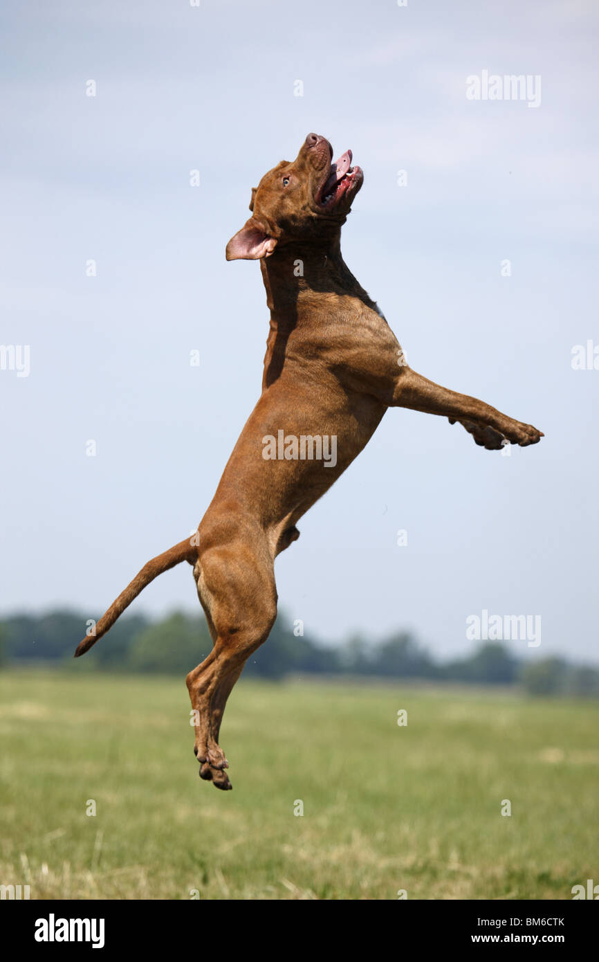 springender American Pit Bull / jumping american Pitbull Stock Photo