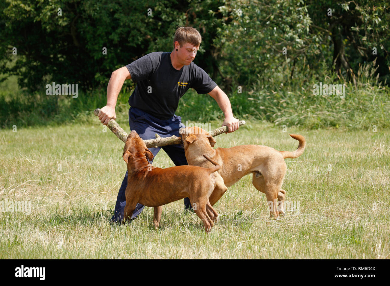 spielende Hunde / playing dogs Stock Photo