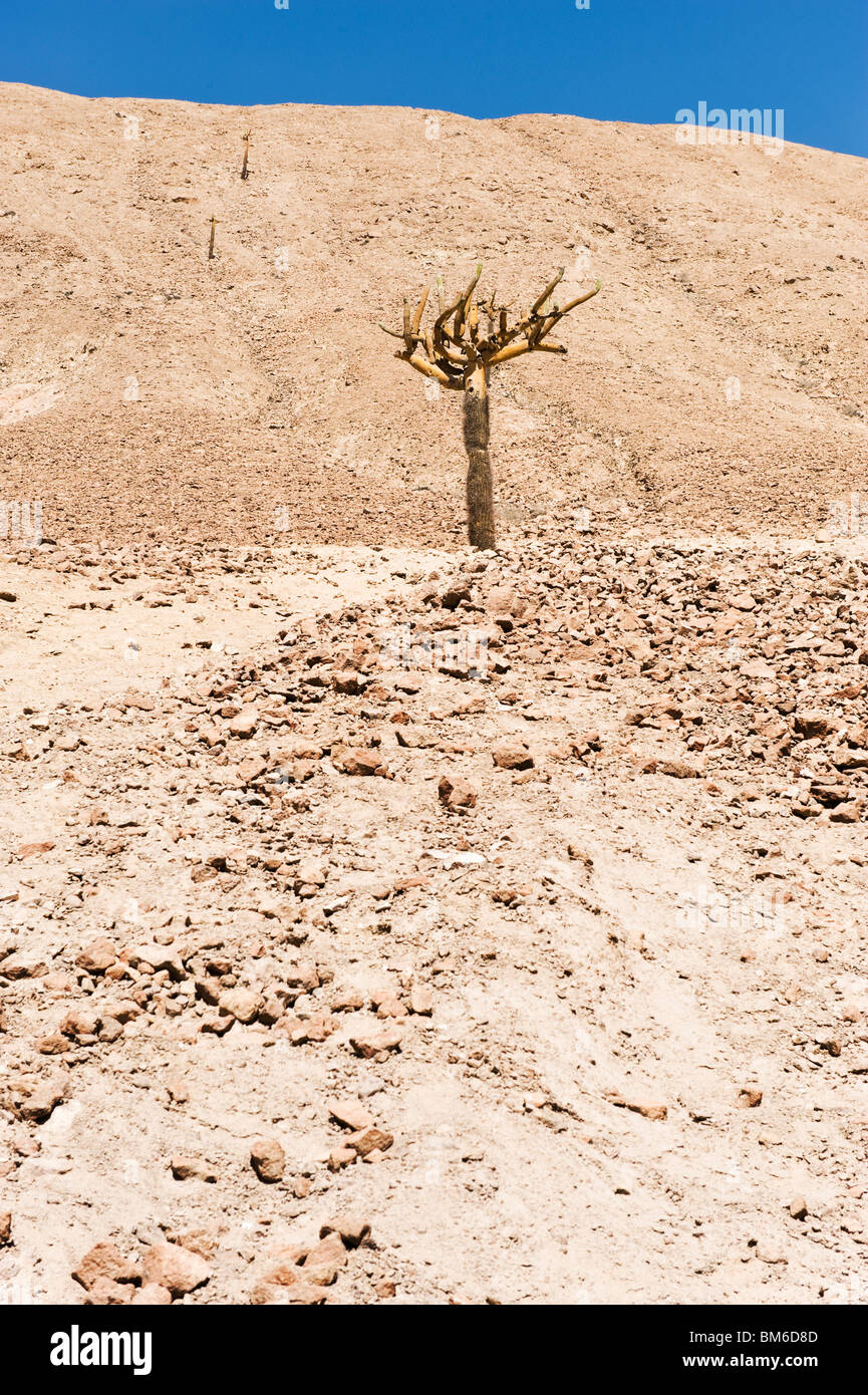 Candelabra cactus in the stone desert, Arica, Chile Stock Photo Alamy