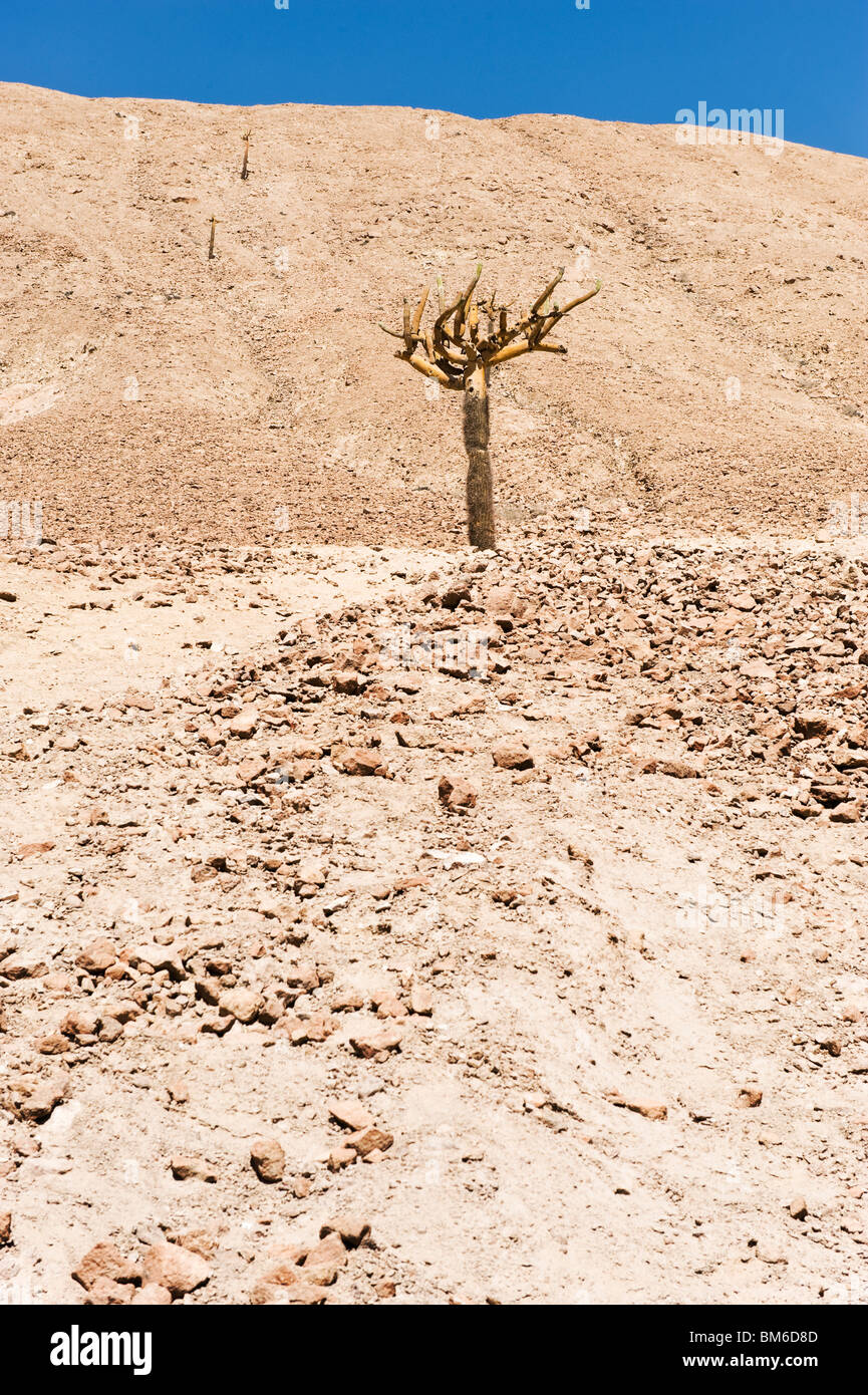 Candelabra cactus in the stone desert, Arica, Chile Stock Photo - Alamy