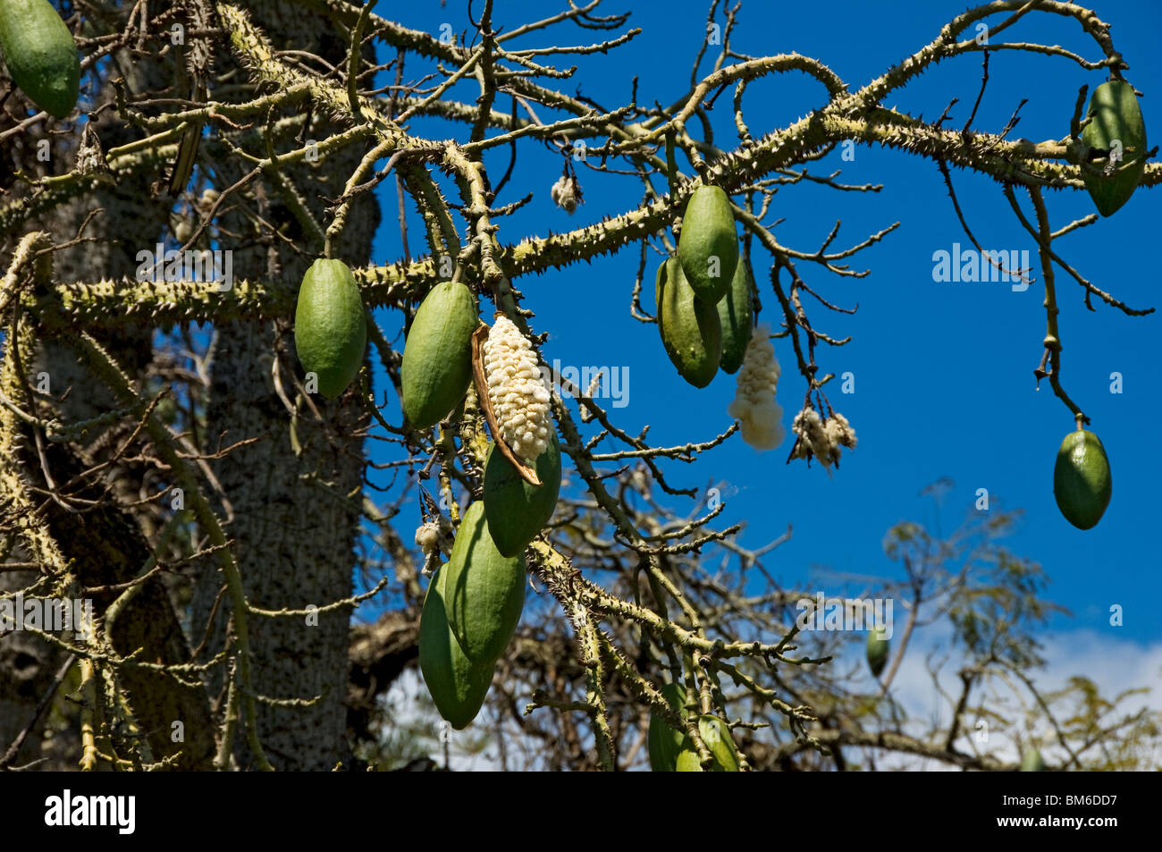 Close up of kapok tree seedpods seedpod seeds seed pods latin ceiba pentandra Madeira Portugal EU Europe Stock Photo