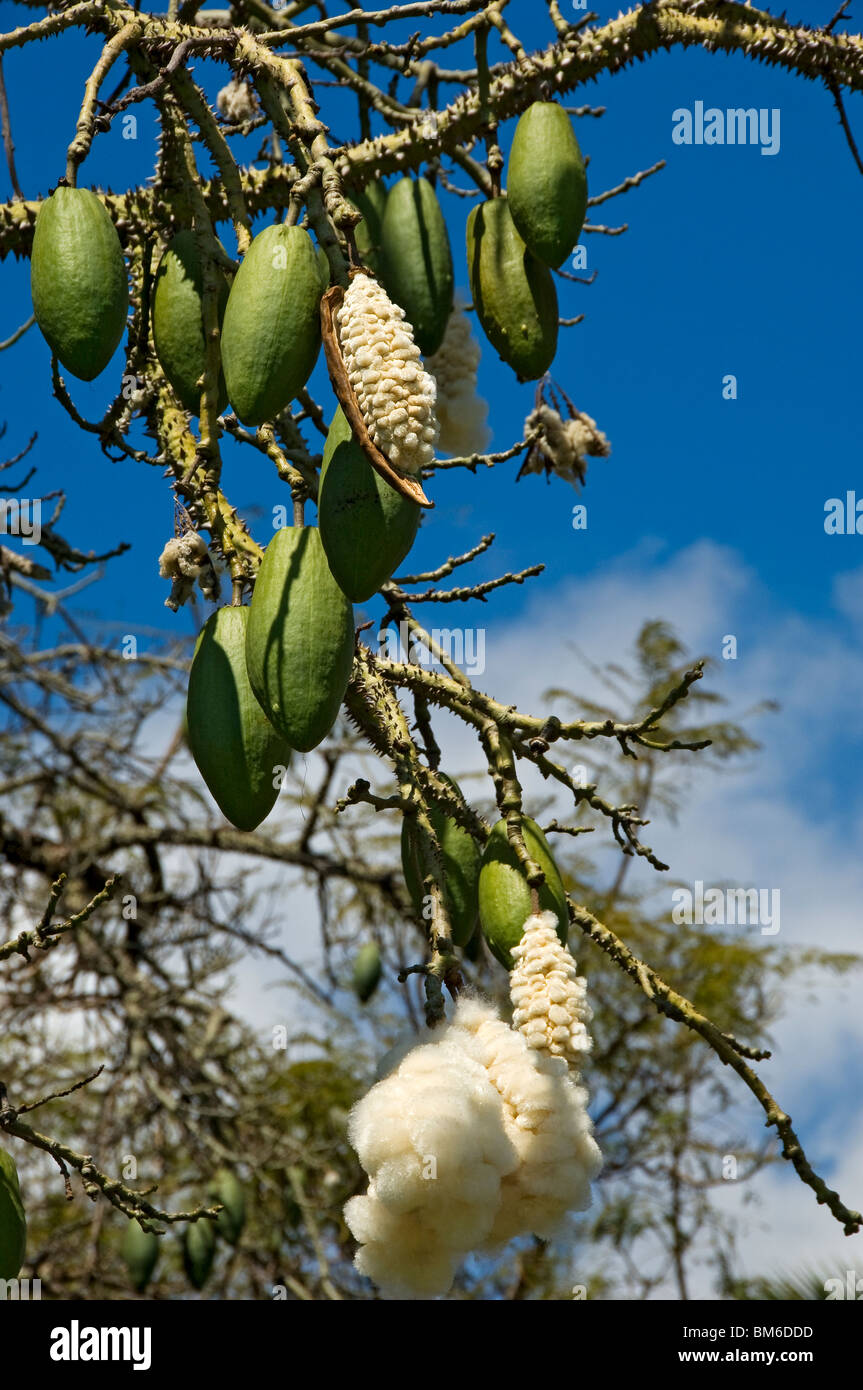 Close up of seedpods seedpod seed seeds of kapok tree latin ceiba pentandra Madeira Portugal EU Europe Stock Photo