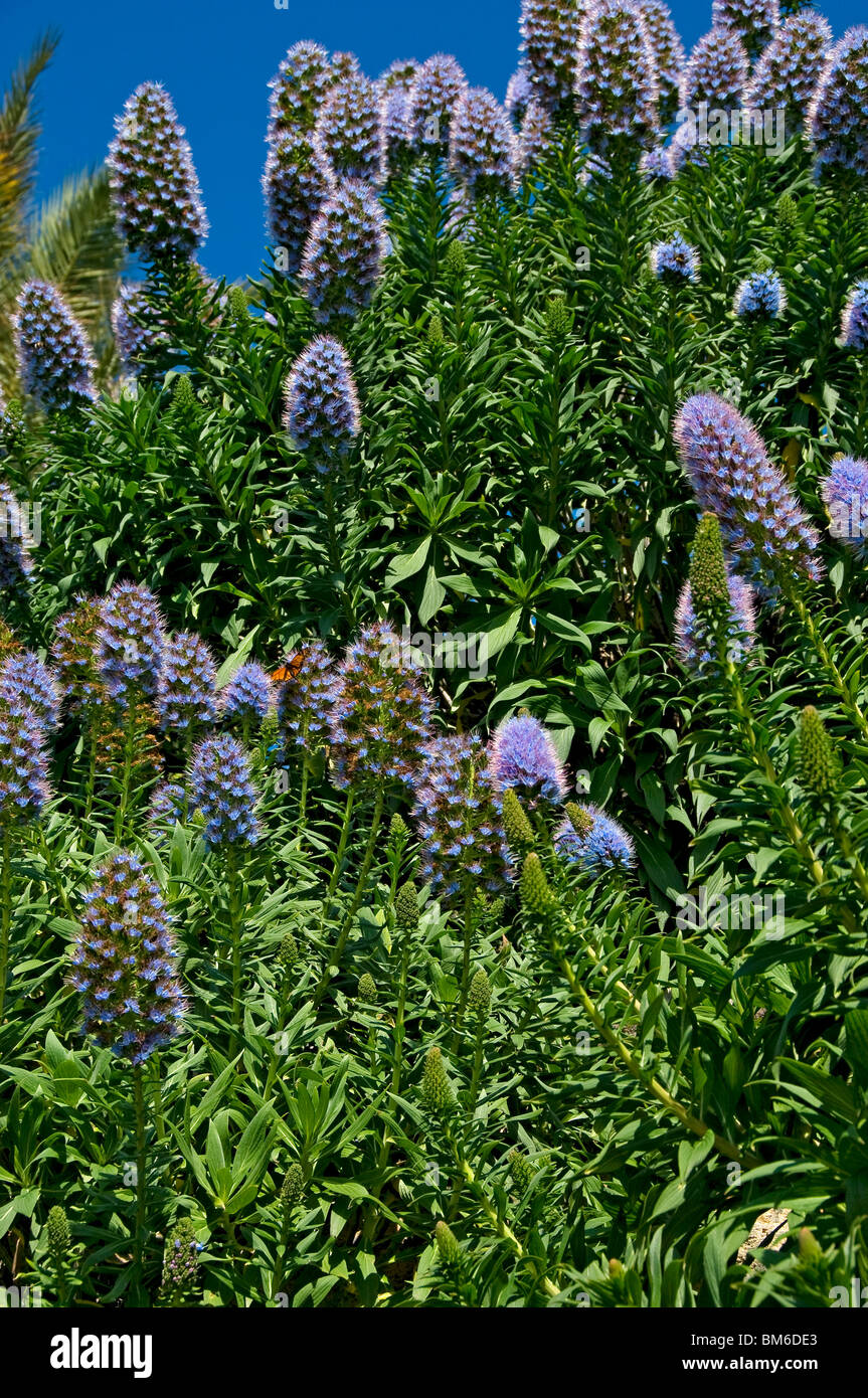 Close up of blue Pride of Madeira flowers flower flowering echiums latin echium nervosum Madeira Portugal EU Europe Stock Photo