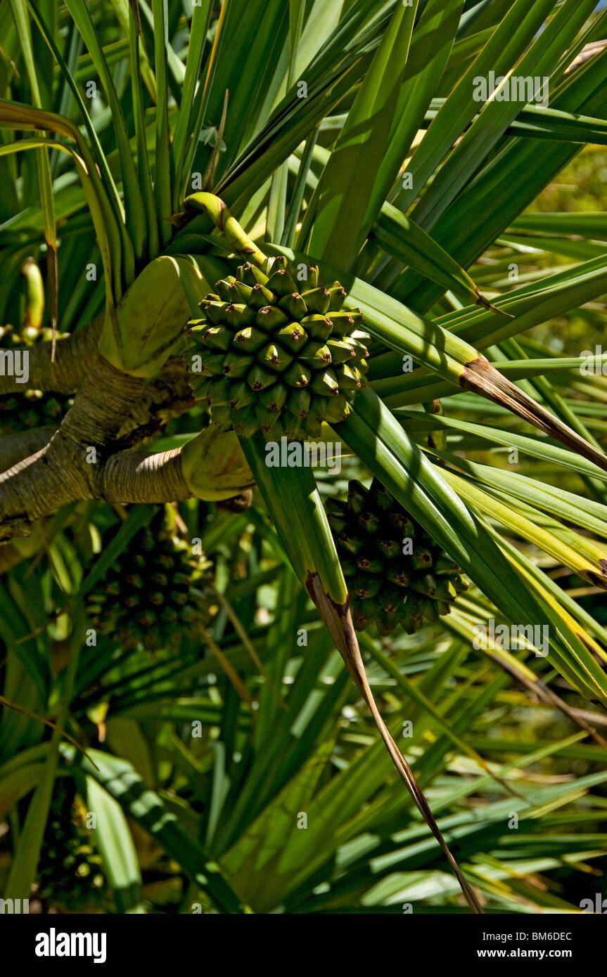Close up of fruit fruits of the screw pine latin pandanus utilis (pandanaceae family) Madeira Portugal EU Europe Stock Photo