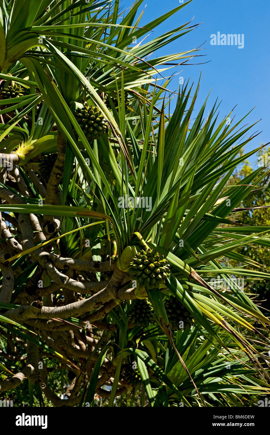 Close up of fruit fruits of the screw pine latin pandanus utilis (pandanaceae family) Madeira Portugal EU Europe Stock Photo