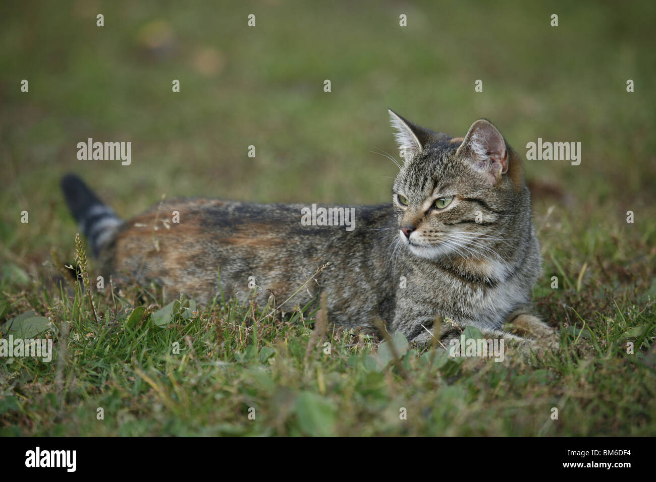 Katze liegt im Gras / cat lying in grass Stock Photo - Alamy