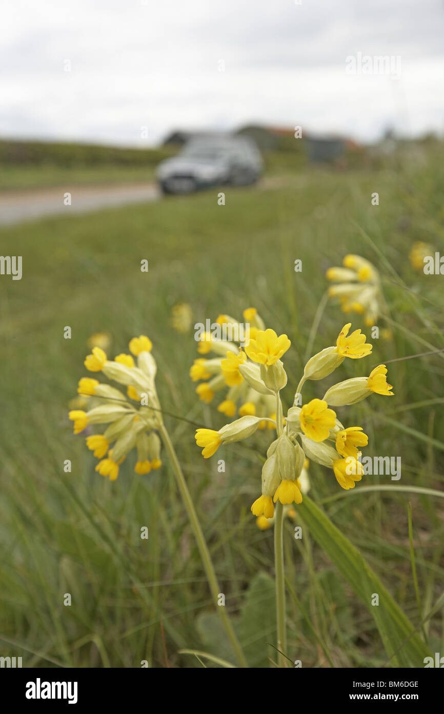 Roadside wild flowers hi-res stock photography and images - Alamy