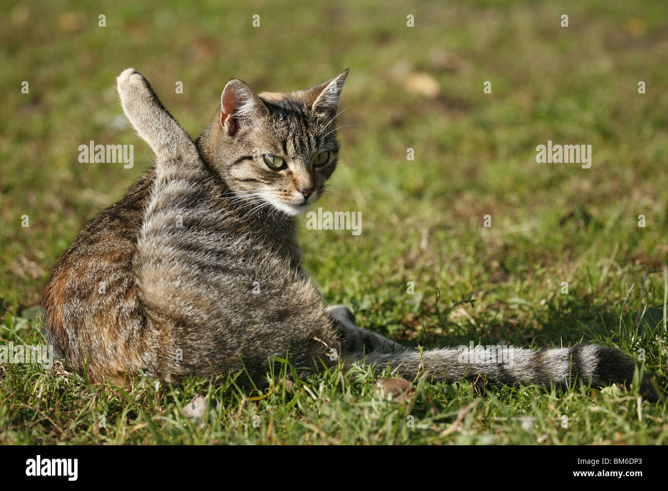 Katze putzt sich / preening cat Stock Photo - Alamy