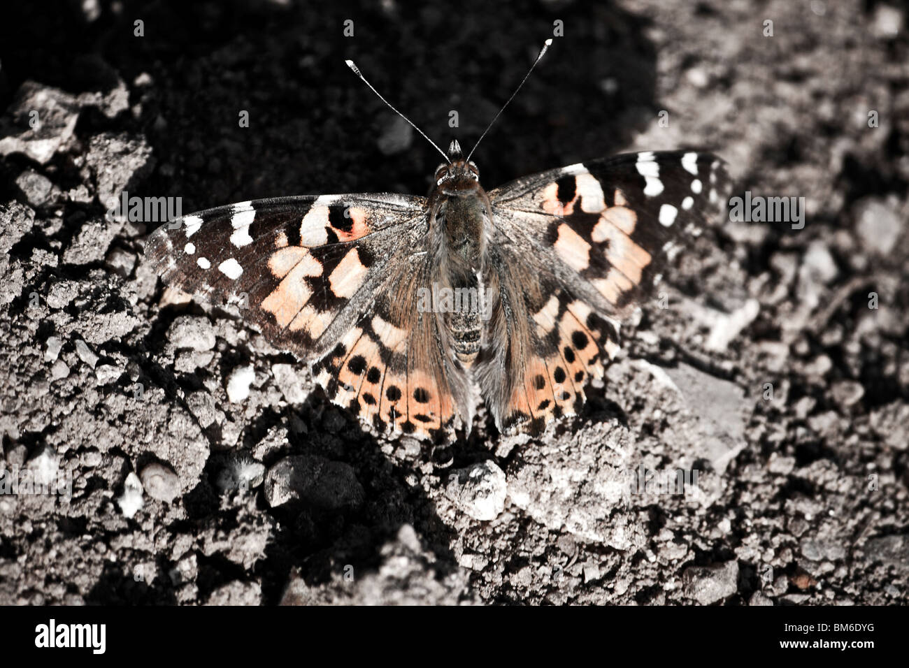 A beautiful butterfly in Portugal Stock Photo - Alamy