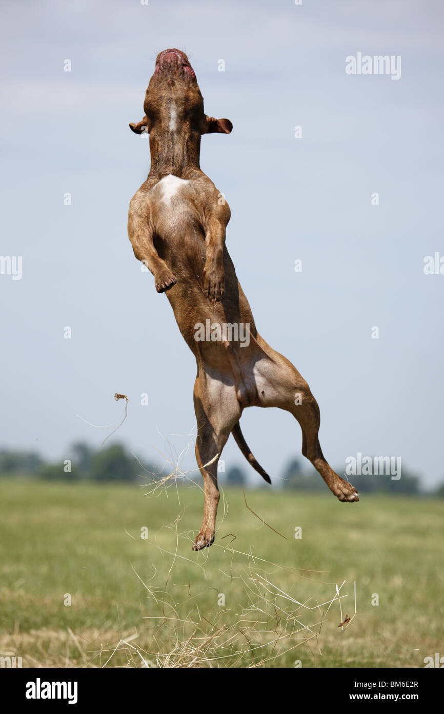 springender American Pit Bull / jumping american Pitbull Stock Photo