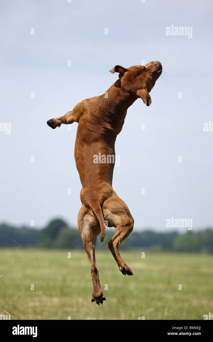 springender American Pit Bull / jumping american Pitbull Stock Photo