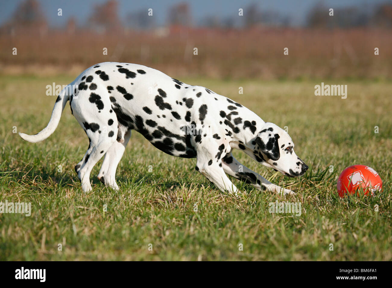 spielender Dalmatiner / playing Dalmatian Stock Photo